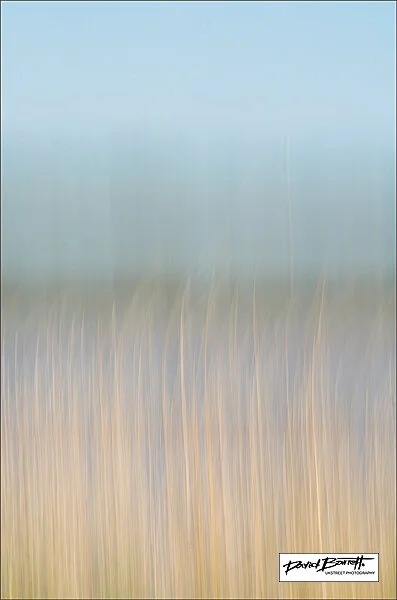 Reeds By The River , no 1 , 2020