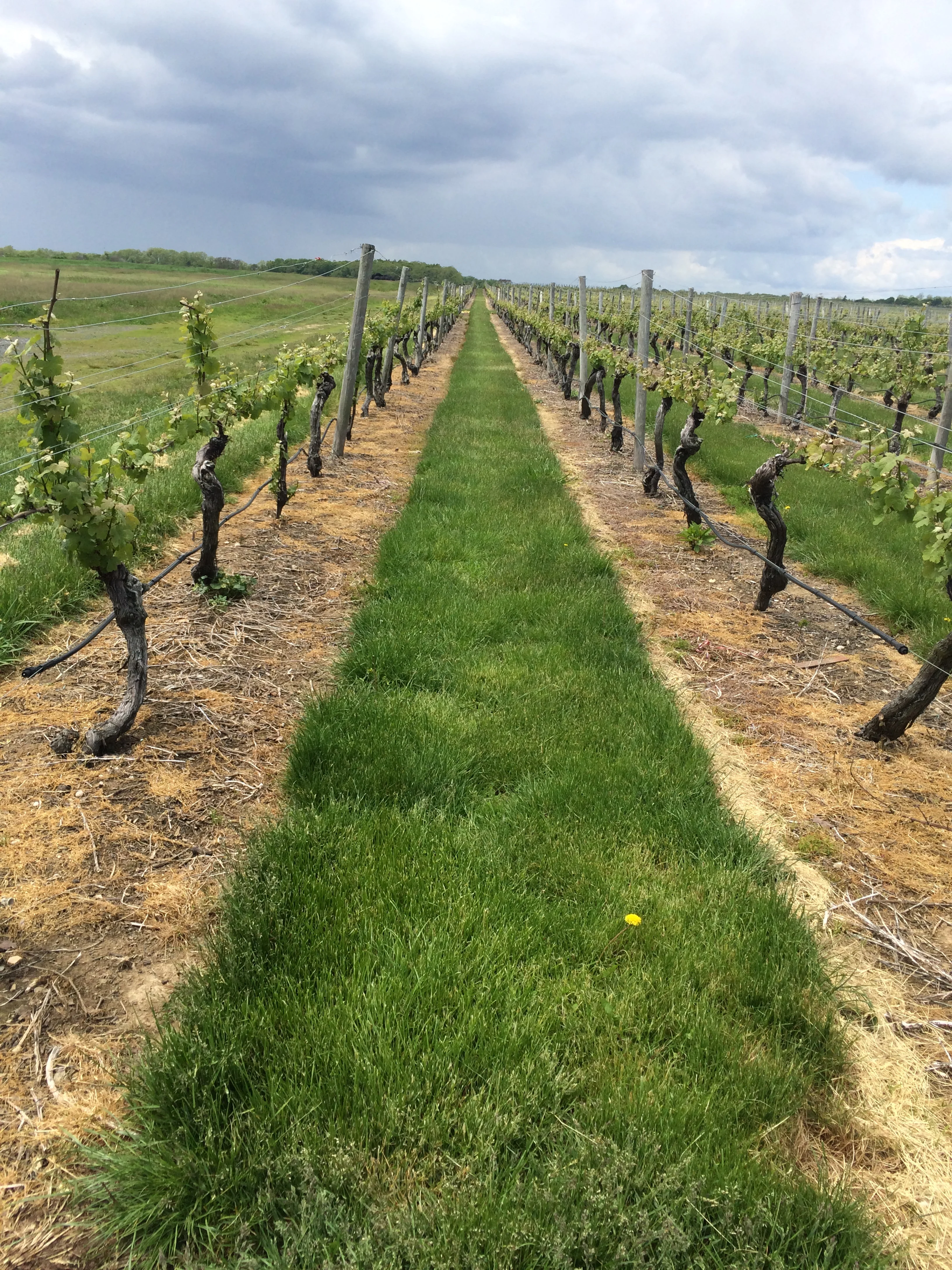 Wine Tour. Long Island