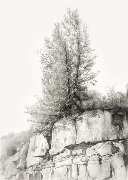 Árbol solitario