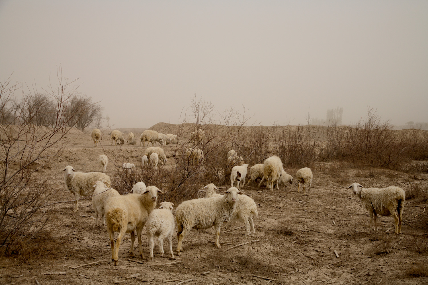 Oasis-de-Wuwei-II,-corridor-de-Hexi,-Gansu.-Chine-2006.jpg