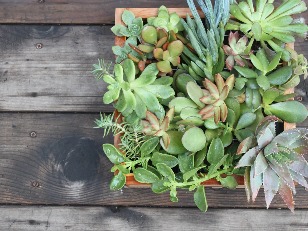 Vertical Garden Workshop