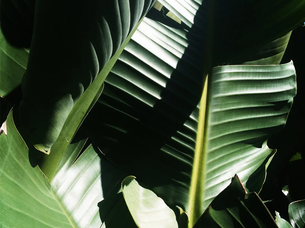 Grounding Meditation