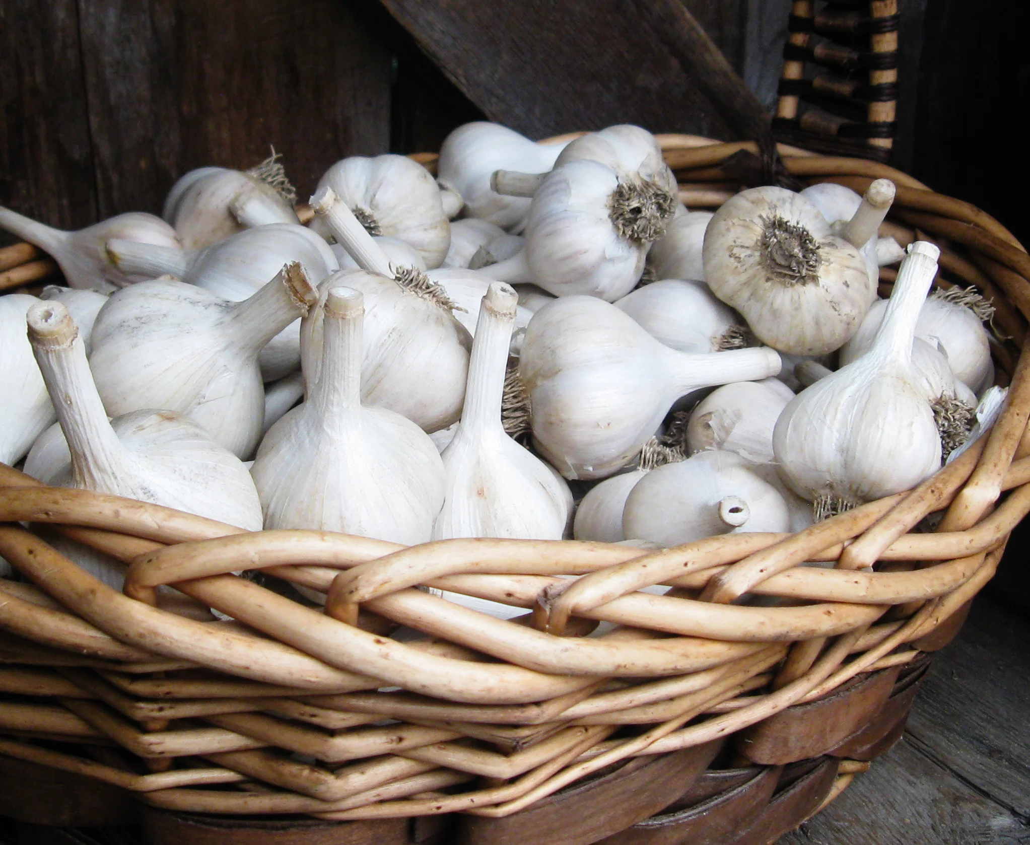 garlic.jpg