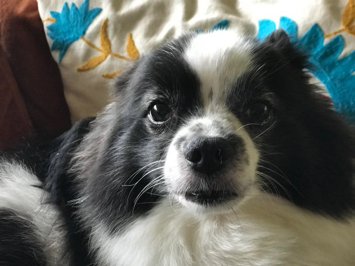 My sweet buddy Hopper crossed the bridge tonight. We are heartbroken but feel grateful for what he gave us. I&rsquo;ll write more soon but for now wish him a happy journey and life lived to his fullest . He was 19 or 92 in human years. Most dogs don&