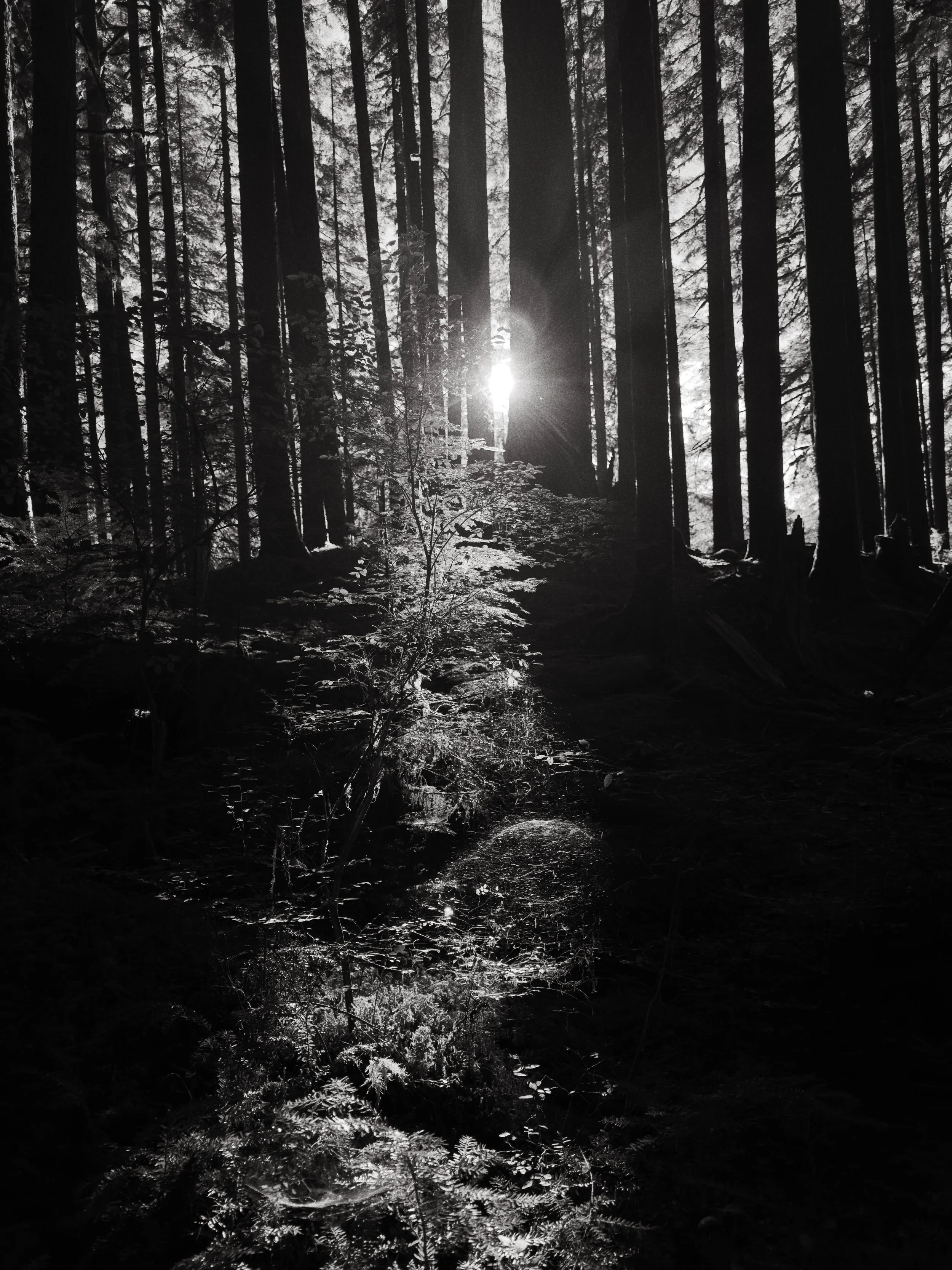 A black and white photo of a forest with tall trees and sunlight shining through the branches.