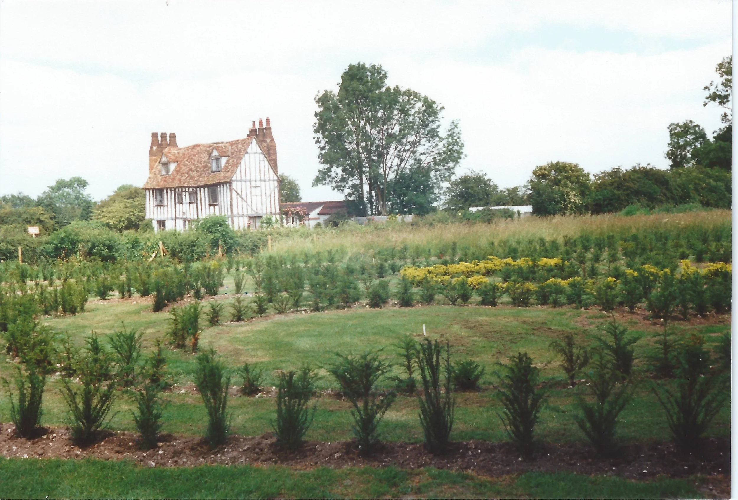 The maze in 1993 which authors from the book helped to plant