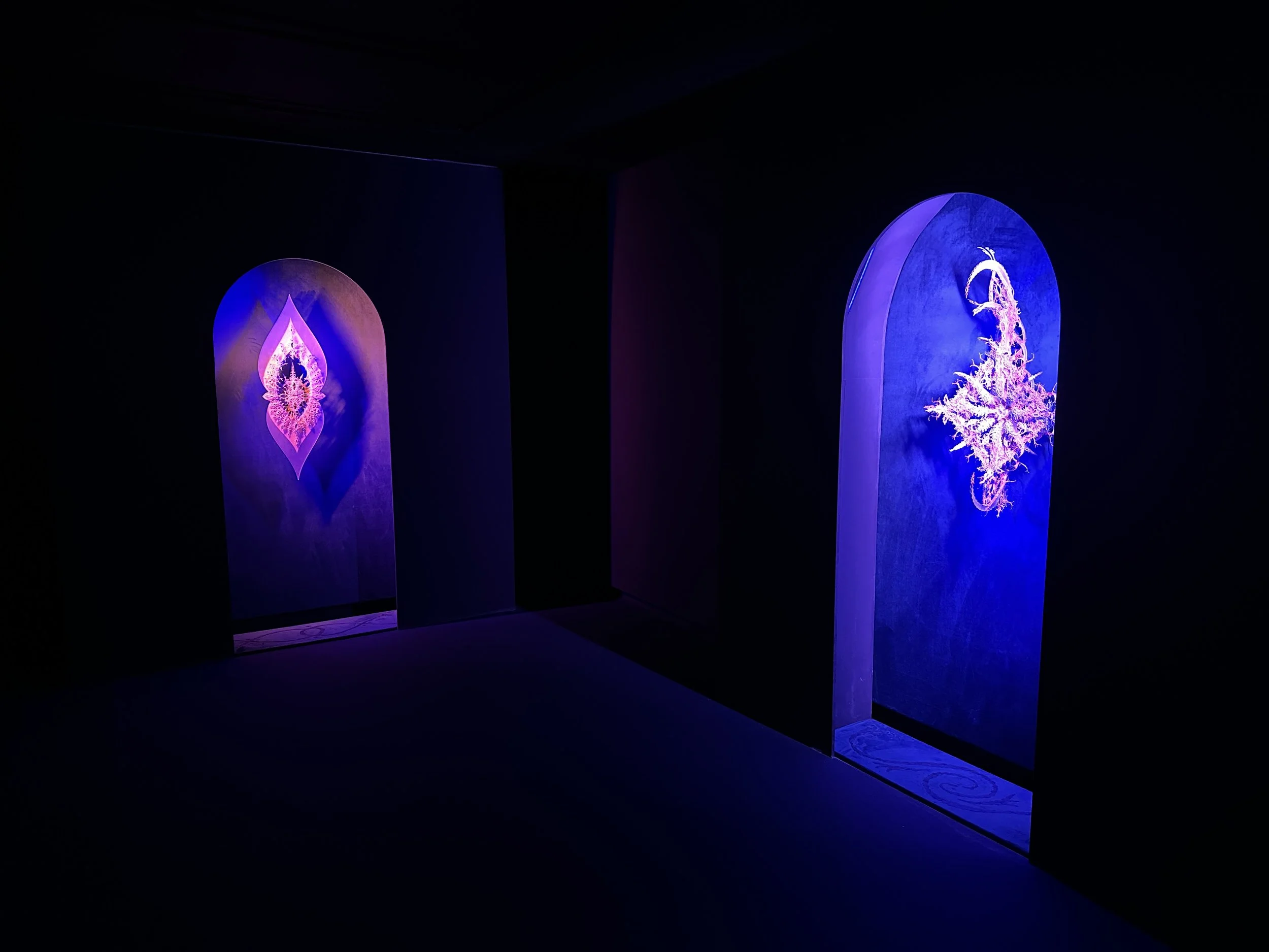 Continuum Installation