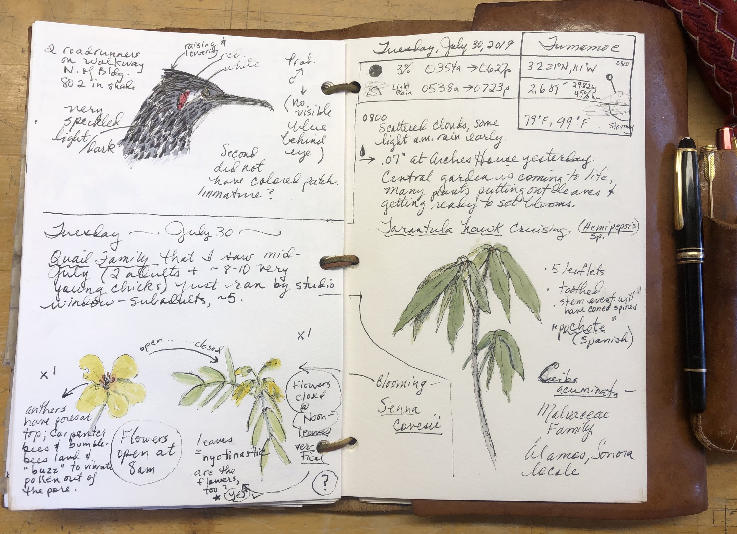 How to start a nature journal. 