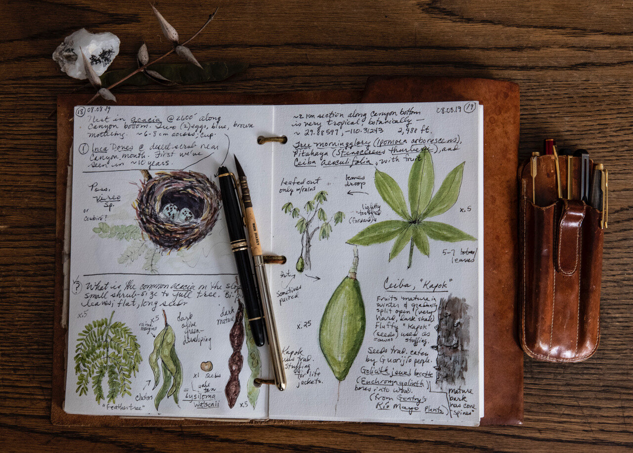Keeping a Nature Journal: How to Do It
