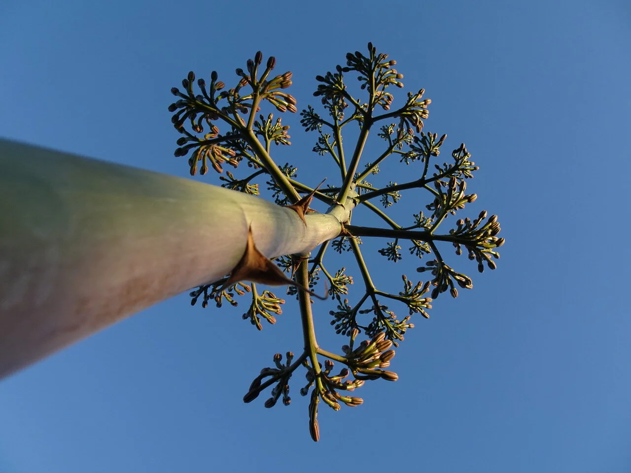 Fibonacci Sequence In Nature