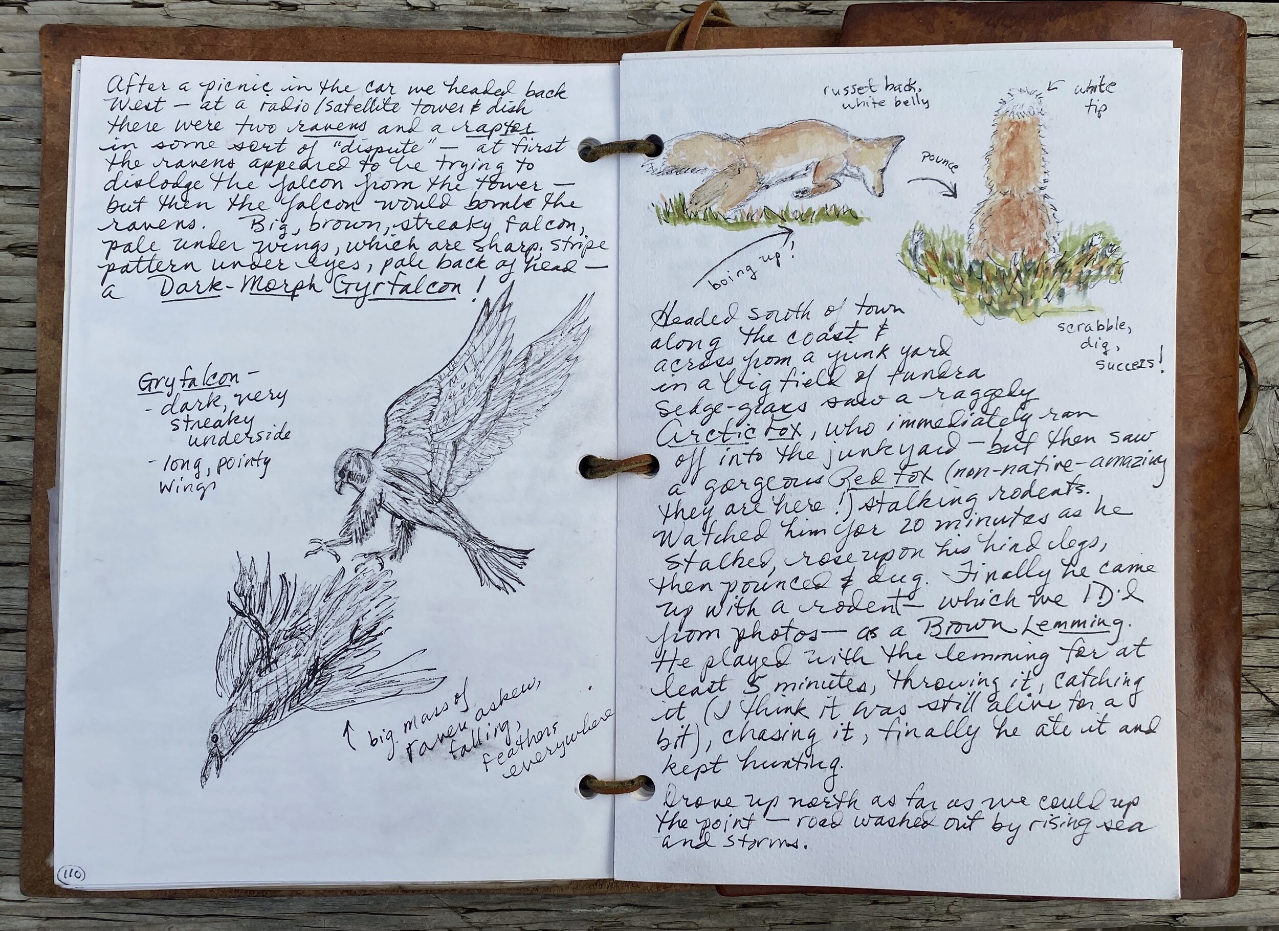 The art of seeing instead of looking: reasons to keep a nature journal —  Exploring Overland