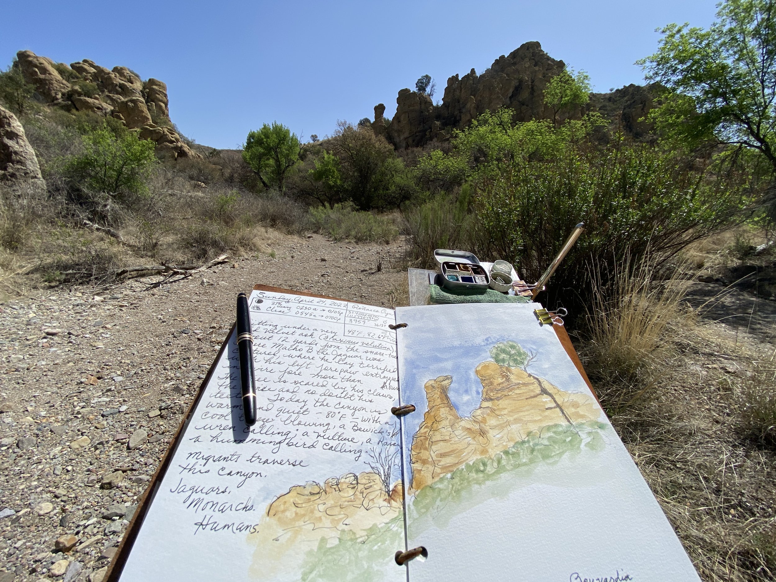 Sketching the entry to the canyon where the snare tree sits by the trail.