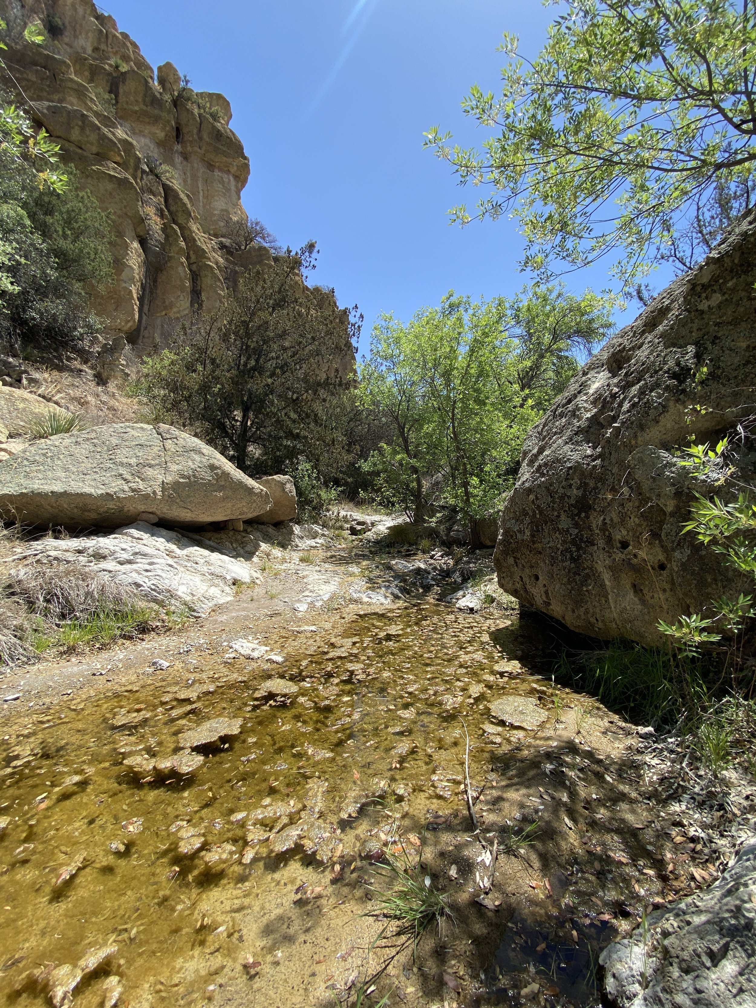 Peñasco Canyon is a magical place in the dry borderlands, with perennial water.