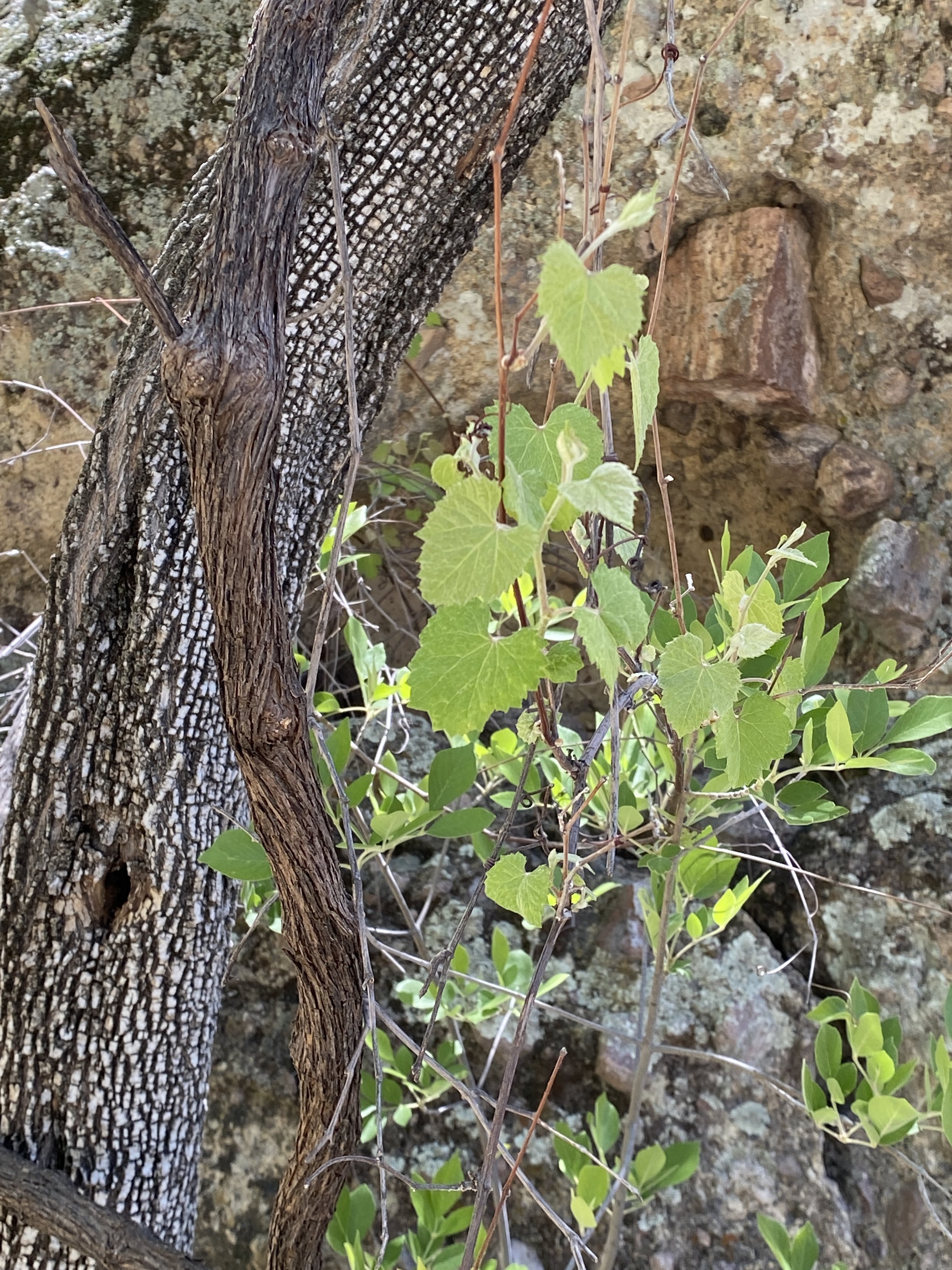 Native canyon grape (Vitus arizonica) grows near the shrine.