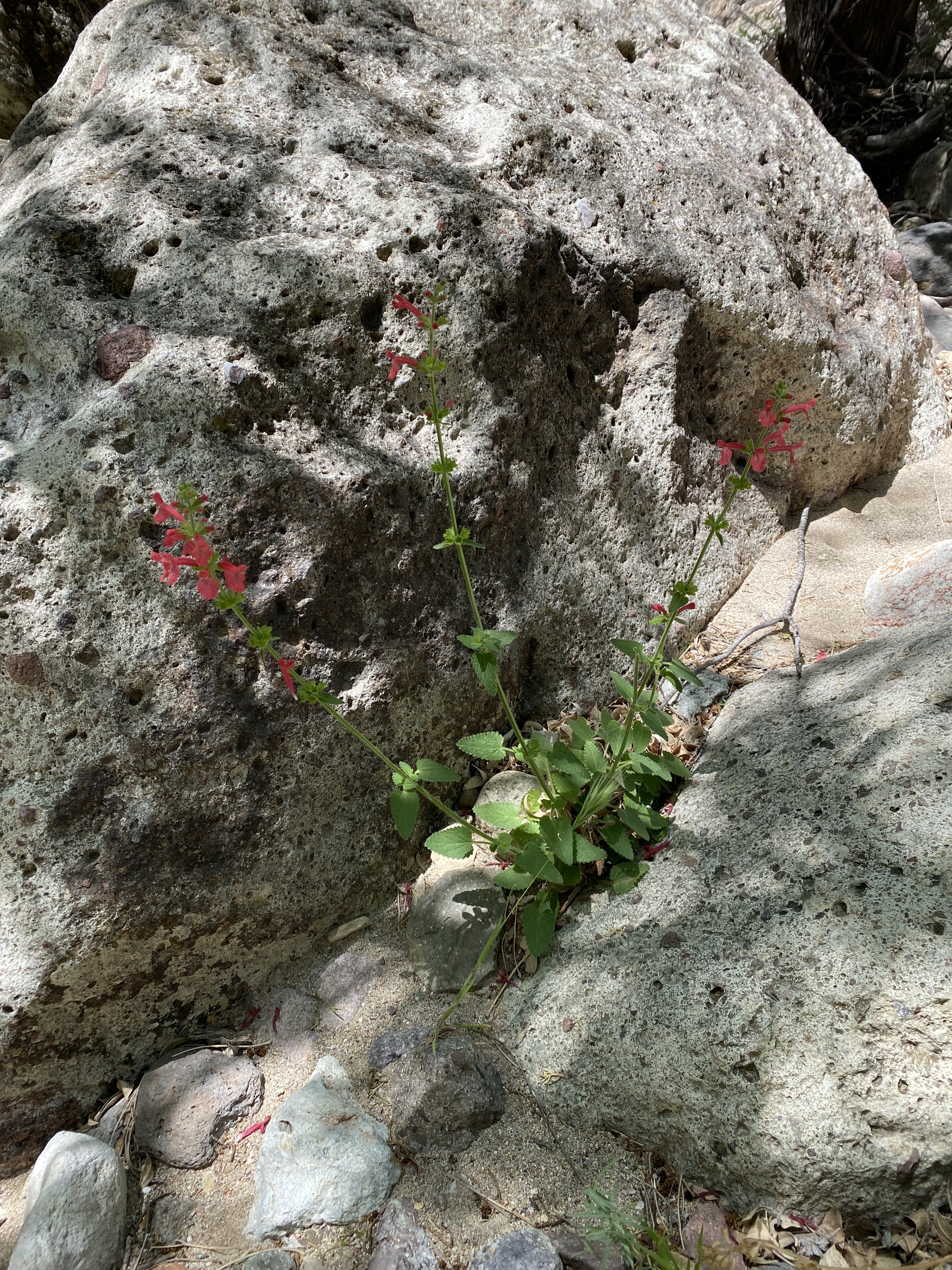 Scarlet sage (Stachys coccinea) near the shrine.