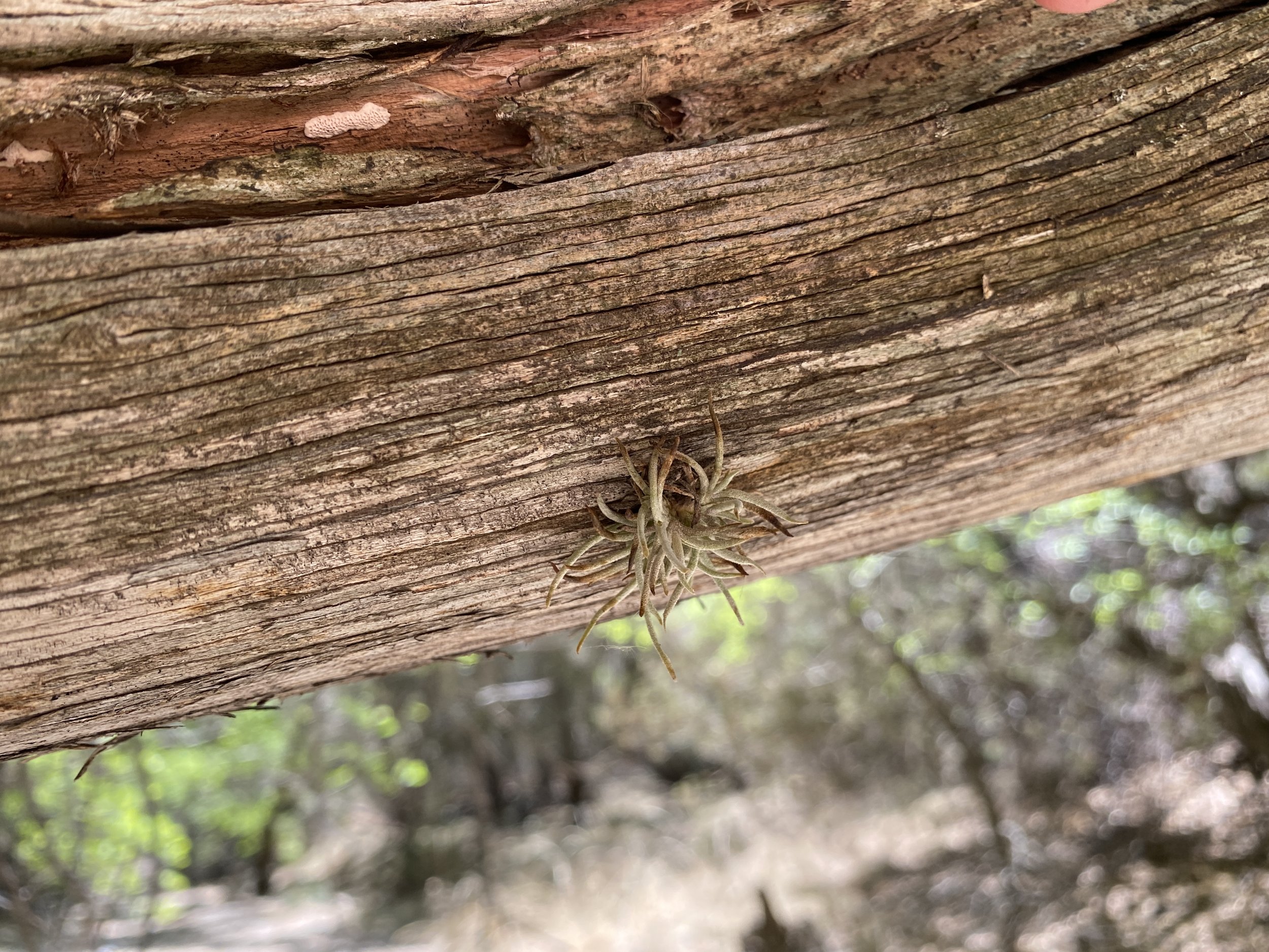 The canyon is home to rare plants such as this Tillandsia recurvata, the only epiphyte in Arizona.