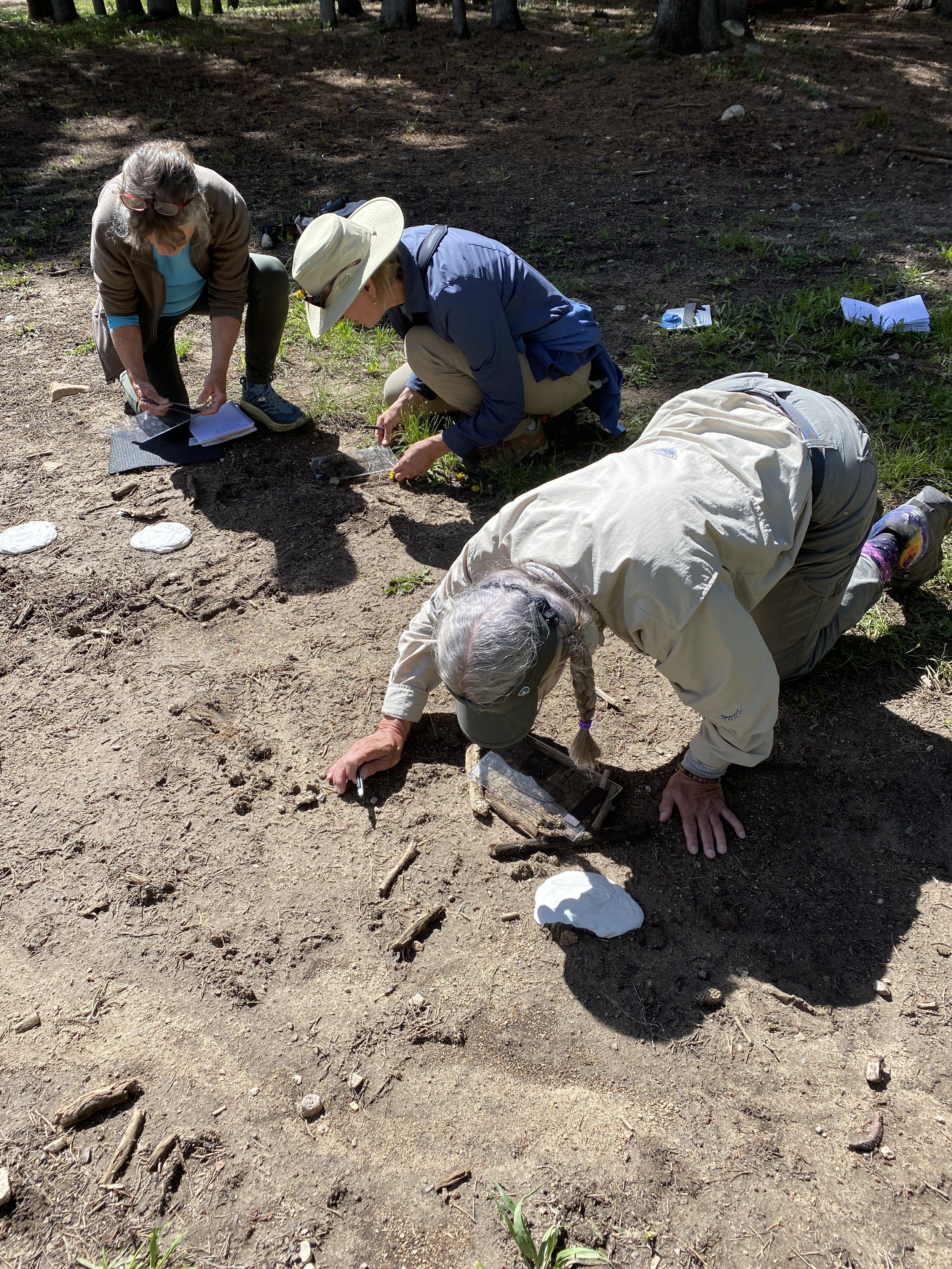 Capturing animal tracks.