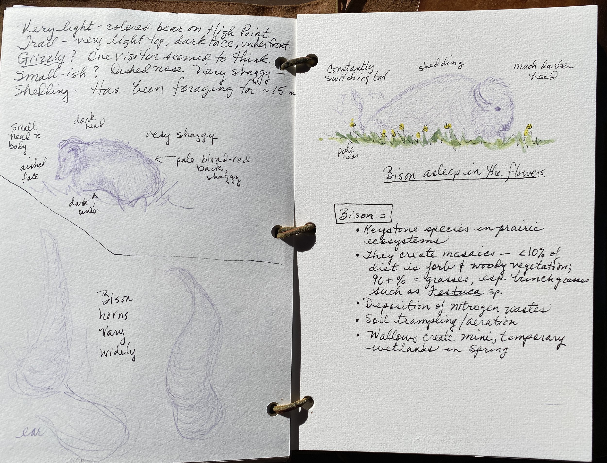 Nature Journaling and Sketching: Tips for Birders