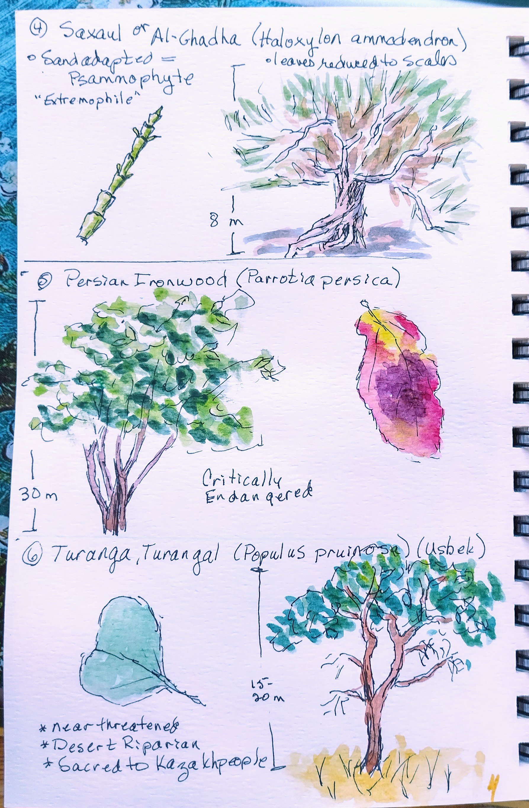 A Story of Trees – Minnesota Sketcher