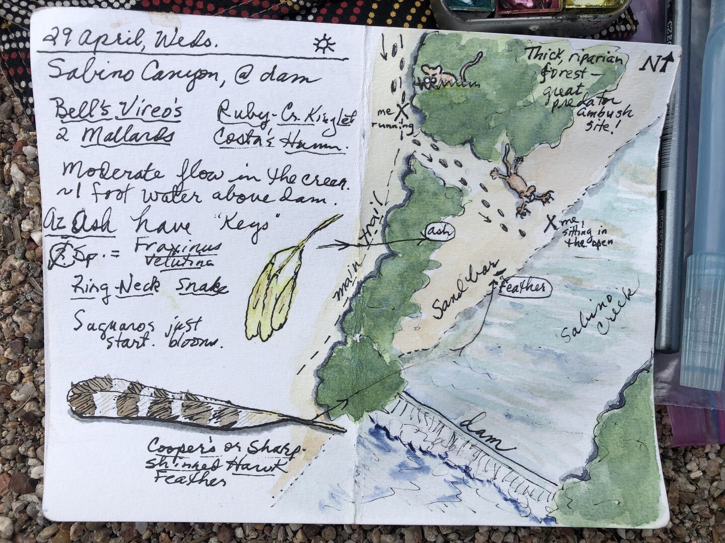 Let&rsquo;s talk safety when we&rsquo;re out journaling! This is a funny observation page that I sketched during a run in my local Sabino Canyon nature reserve, at dawn in April. Sitting by the creek drawing a feather, out in the open and with my bac