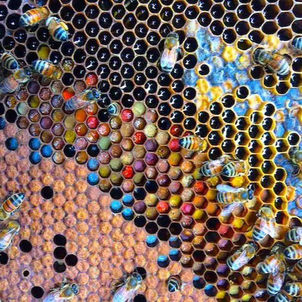 While it's easy to think most flower pollen is yellow-orange in hue, look at this image from Cooper Schouten (project manager for Bees for Sustainable Livelihoods at Southern Cross University): from blue to red to magenta to pink as well as many hues