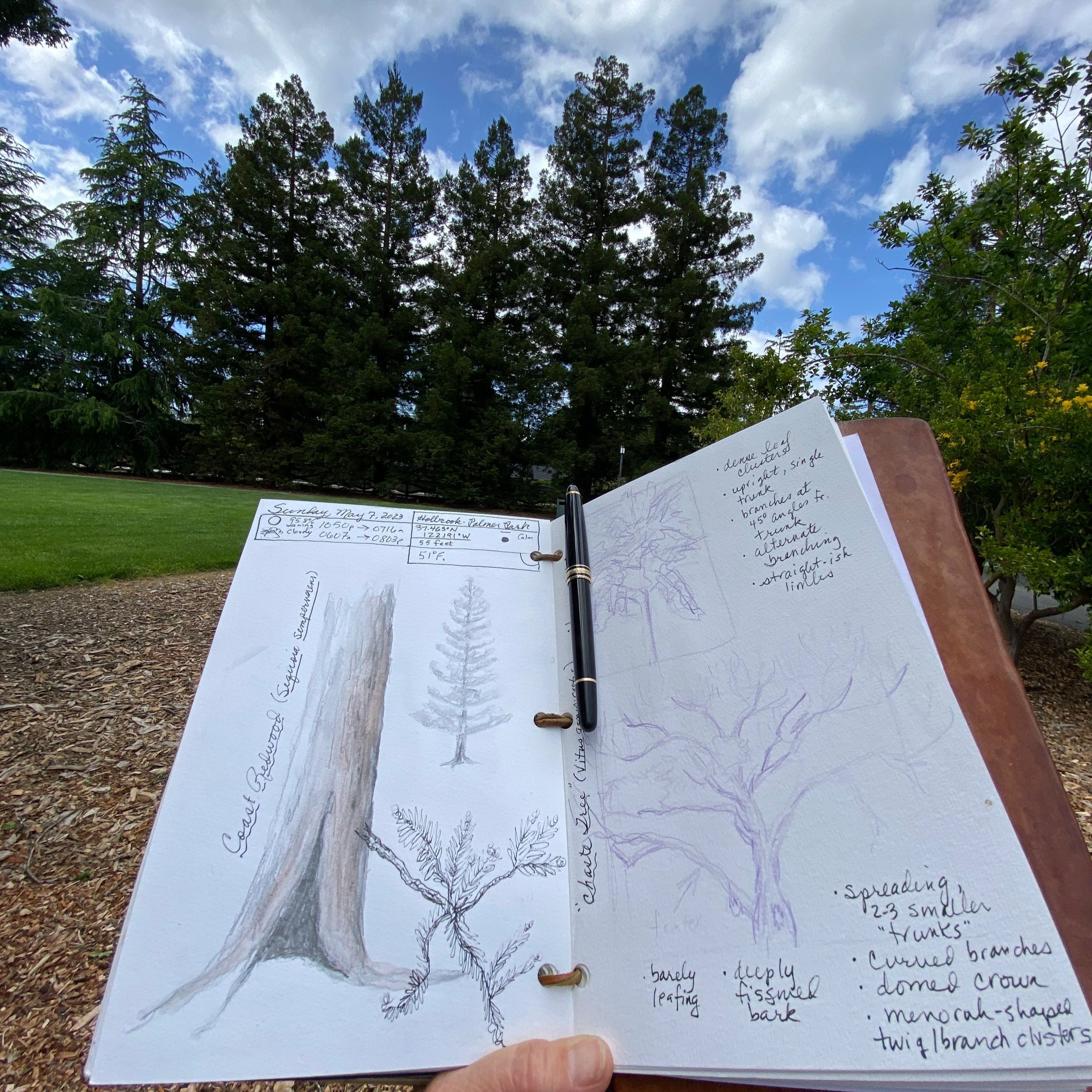 How to draw a field sketch | Teaching Resources