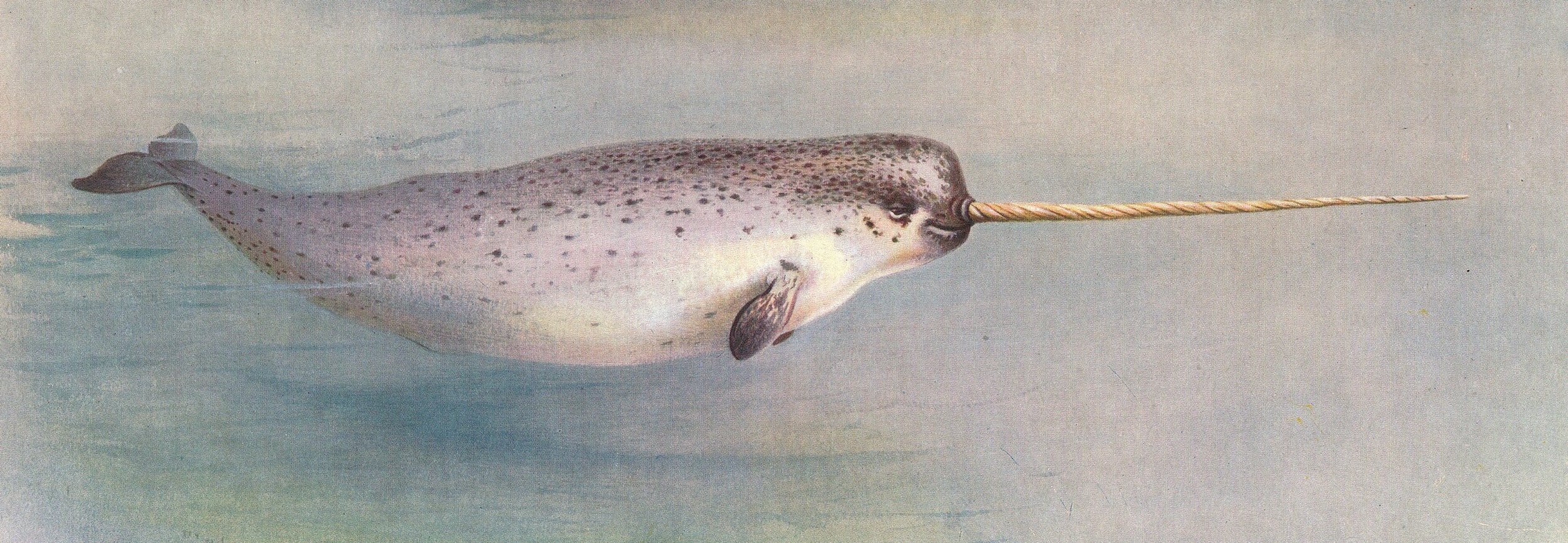 Narwhal White_Whale_Narwhal_150 copy.JPG