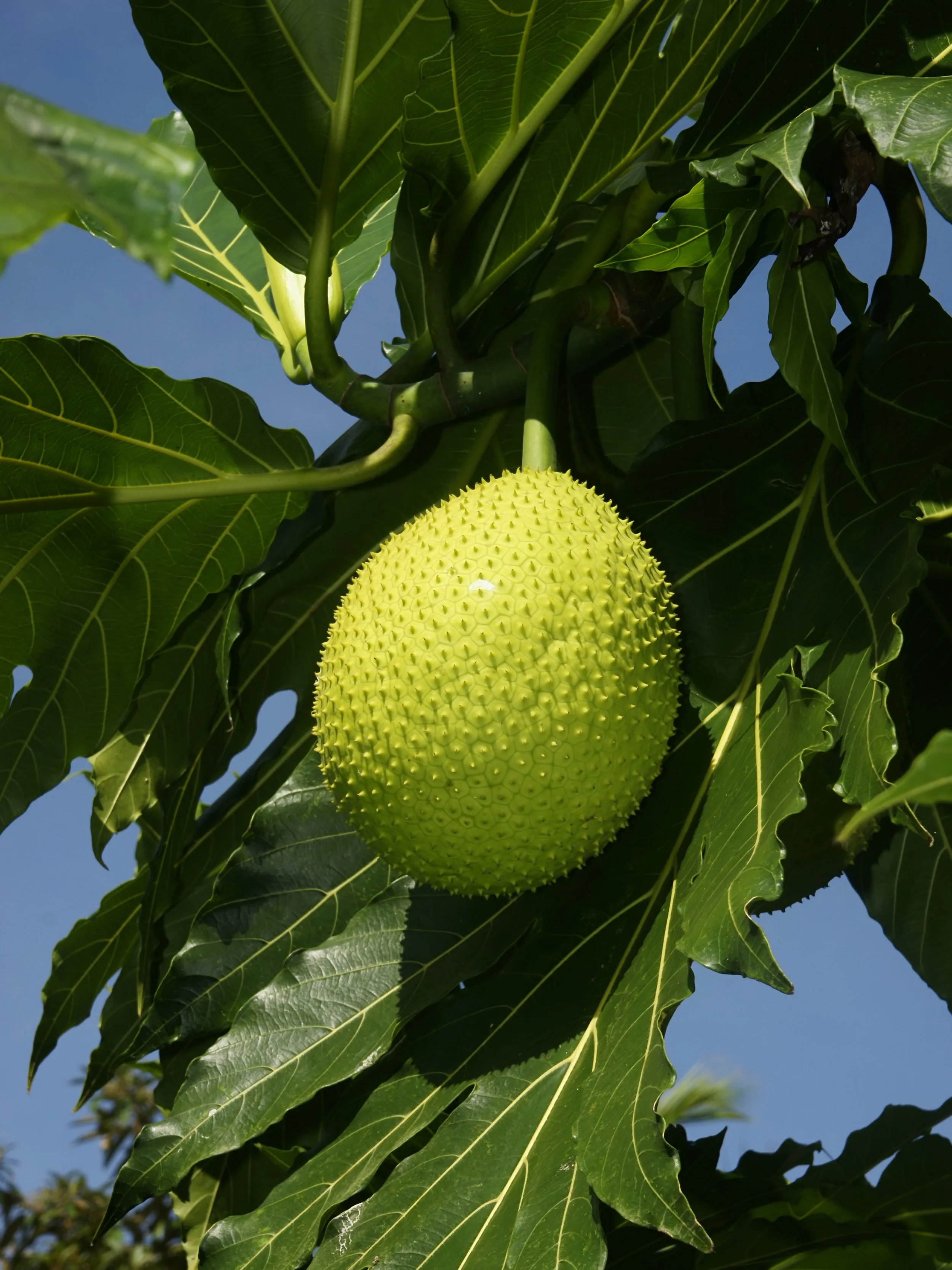 Aris Tree Around the World in 80 Trees No. 9 – Pacific–Oceania [FREE WORKSHOP ...