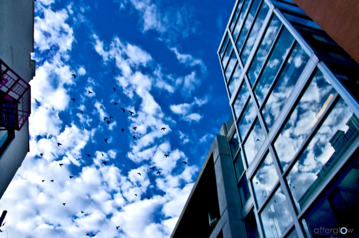 Birds in the Sky (series 1/3)