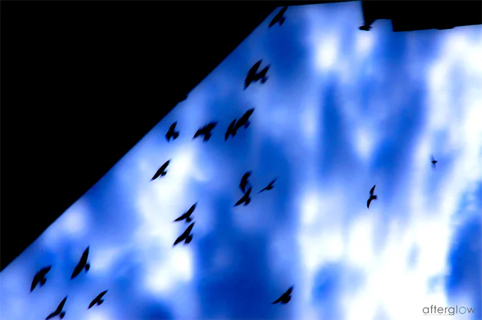 Birds in the Sky (series 2/3)