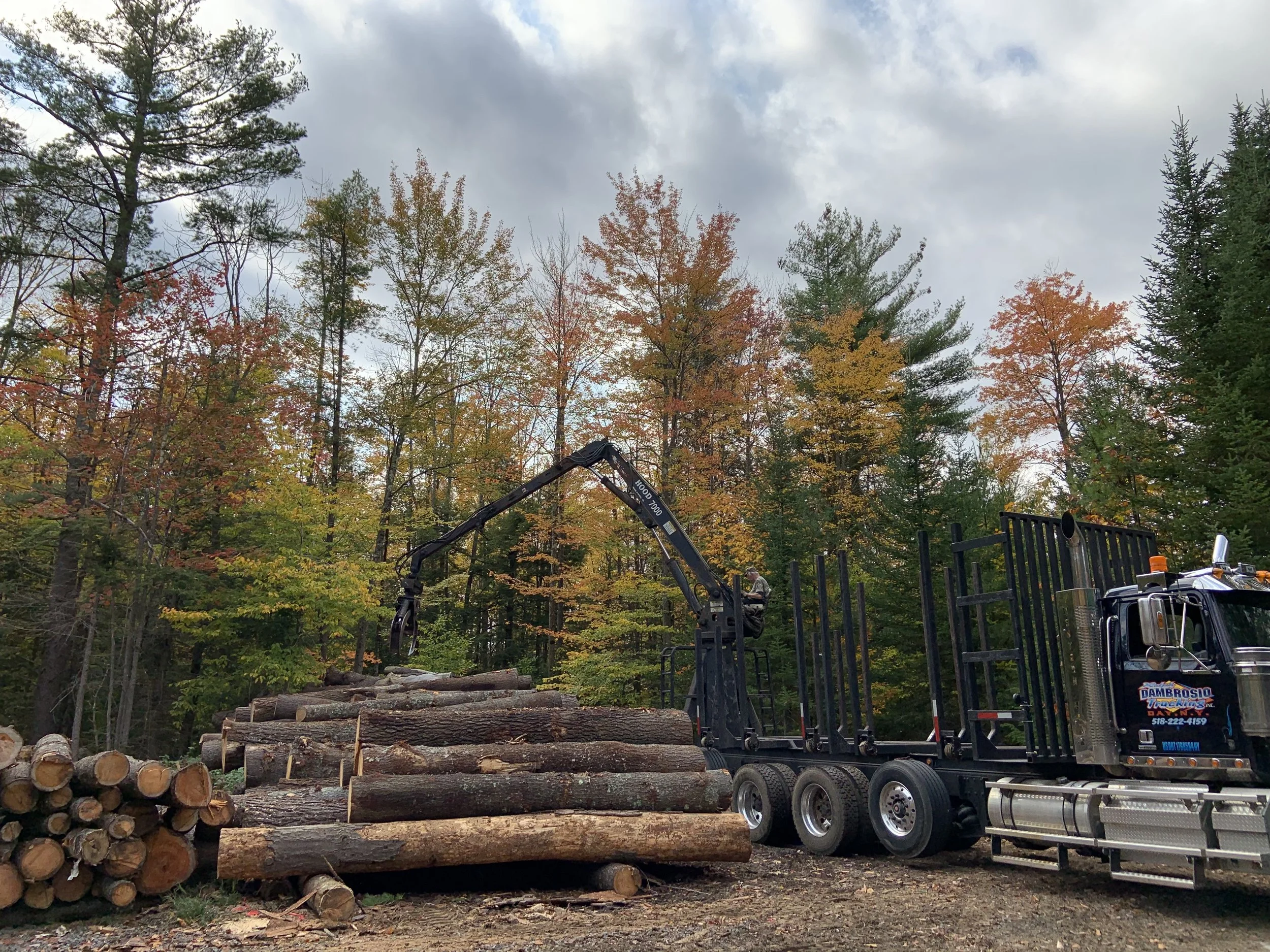A log truck unloading pine logs at Steel Pines landing by the sawmill.