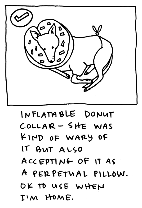 Inflatable donut collar - she was kind of wary of it but also accepting of it as a perpetual pillow. Ok to use when I'm home.