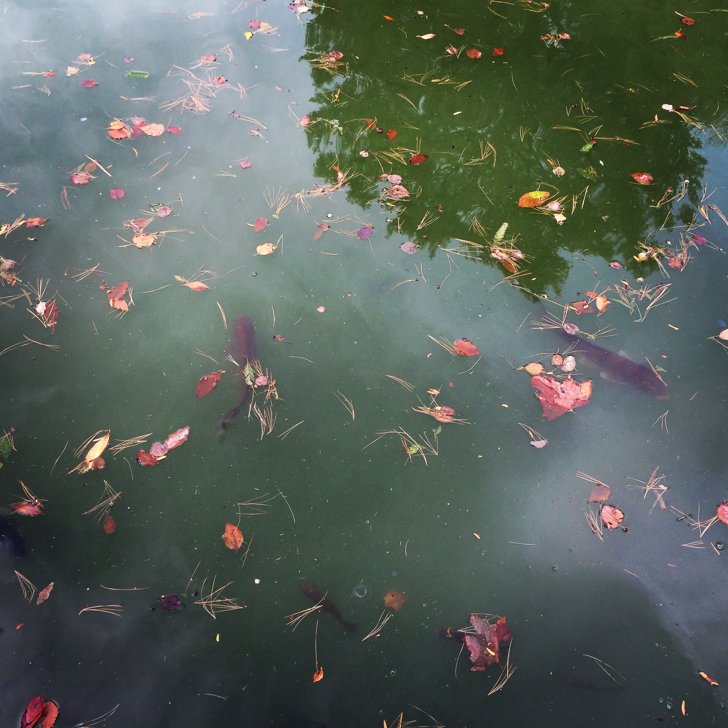 rikumo_koi