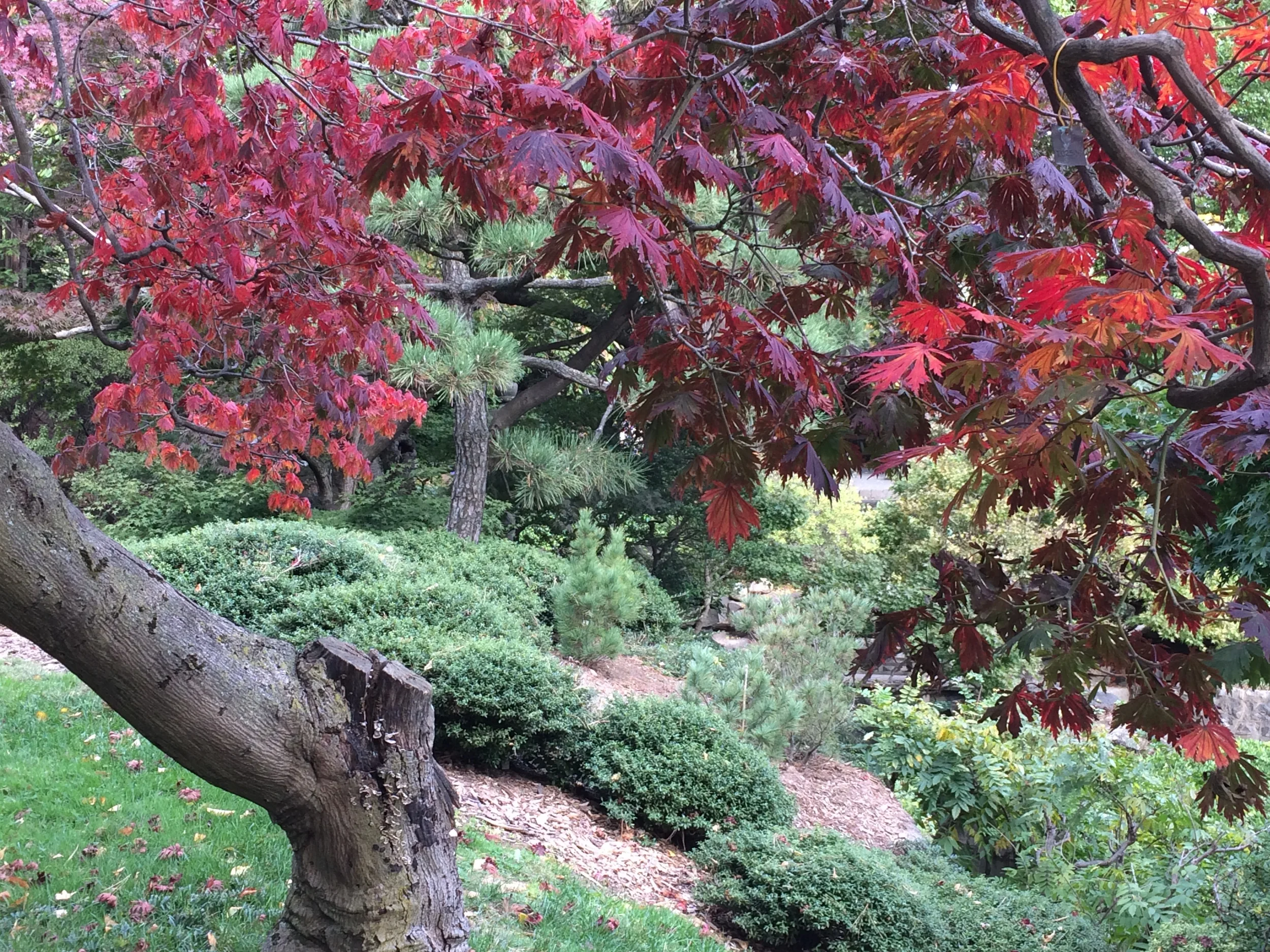A Japanese Maple (Acer palmatum)