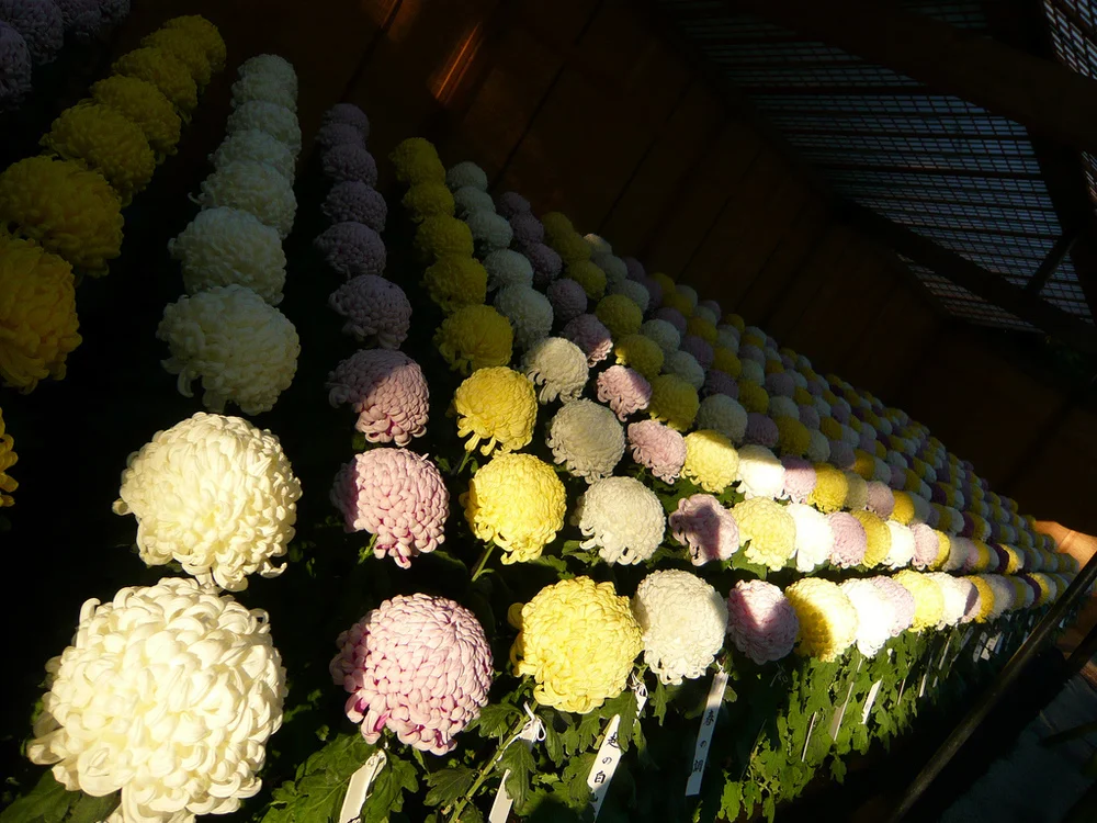 Rikumo Visit: The Chrysanthemum Festival