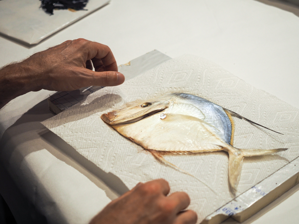 Workshop no. Impressions of Nature: Japanese Gyotaku Fish Printing with Reimer — The Journal