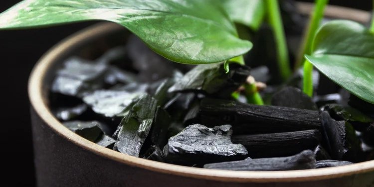 Black and Green: Potting Plants with Binchotan Charcoal