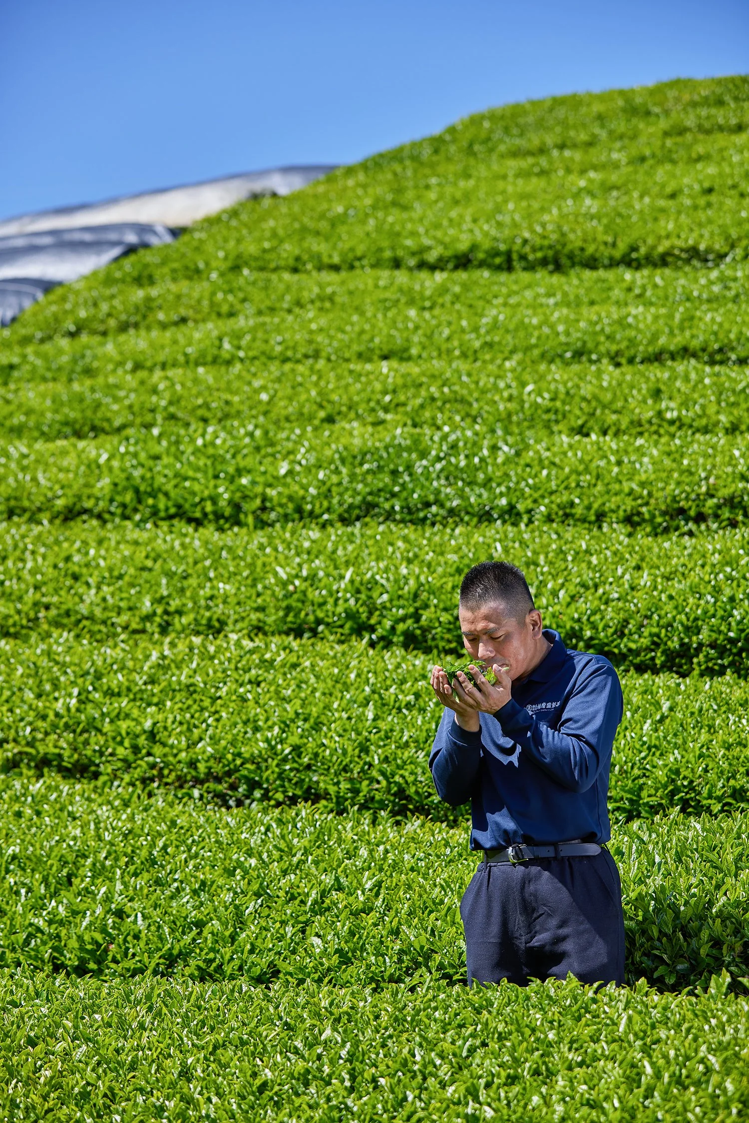 Going Green with Harimaen: The Origin of Morihata Organic Matcha