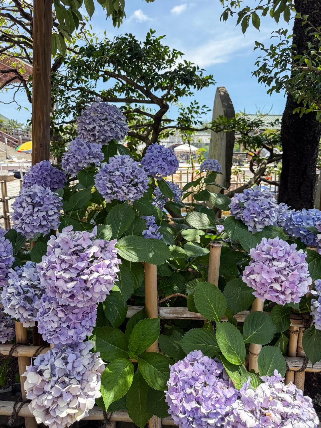 Hydrangeas at Nishiarai Daishi Temple