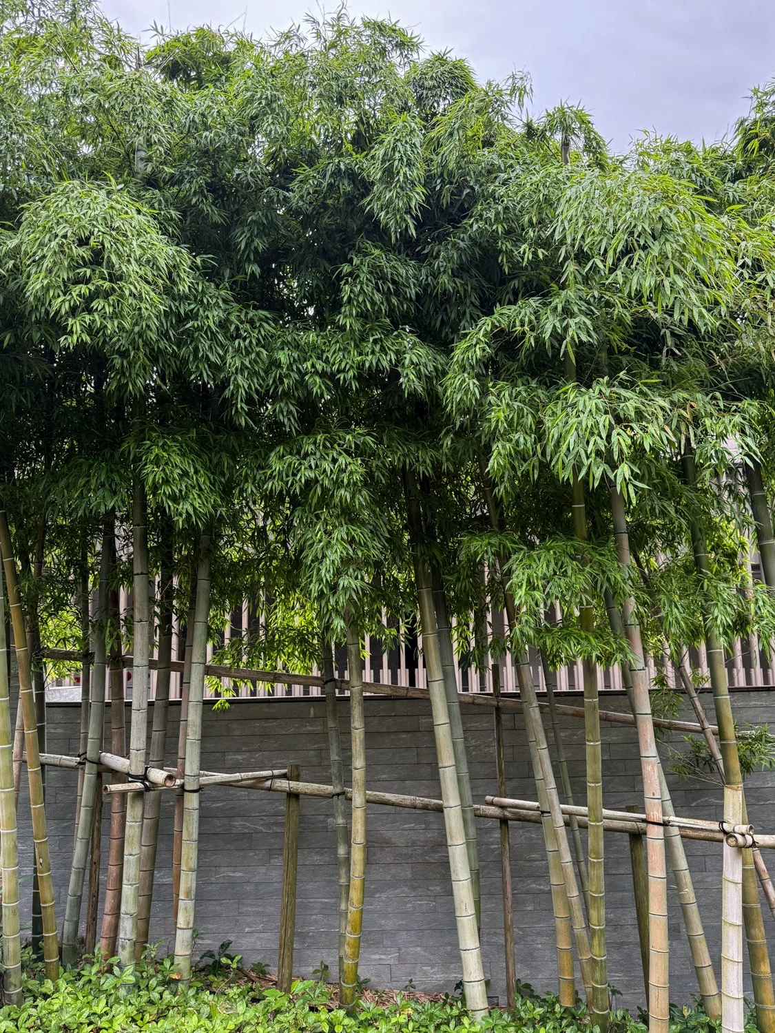 Bamboo