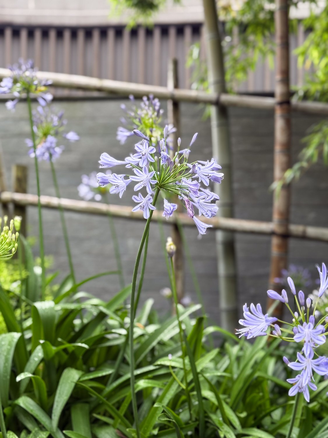 Agapanthus / Lily of the Nile