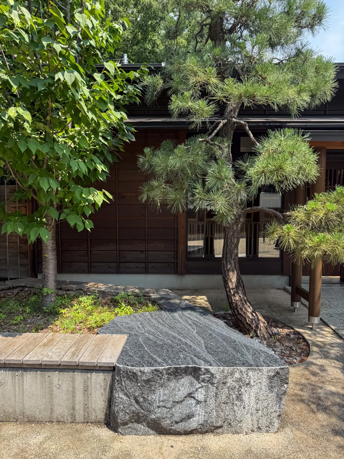 Japanese Black Pine Tree at Onsen Ryokan Yuen Bettei