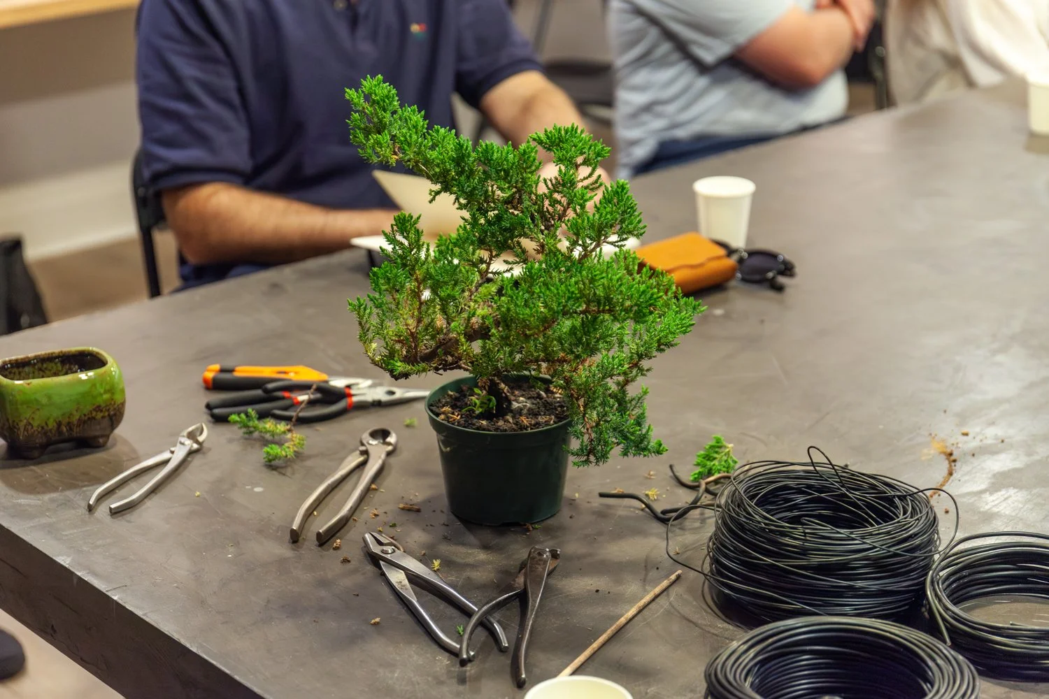 Learning the Basics on How to Create Your Own Bonsai with Kifu Bonsai