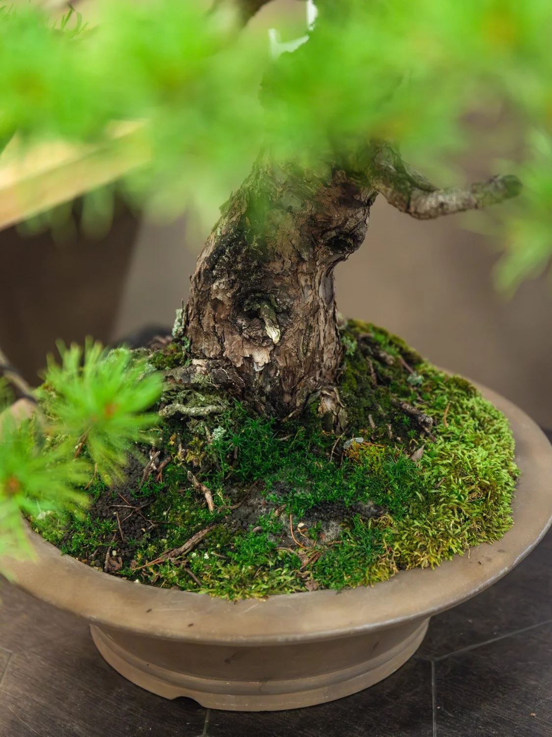 Become_a_Bonsai_Master_with_Kifu_Bonsai-1.jpg