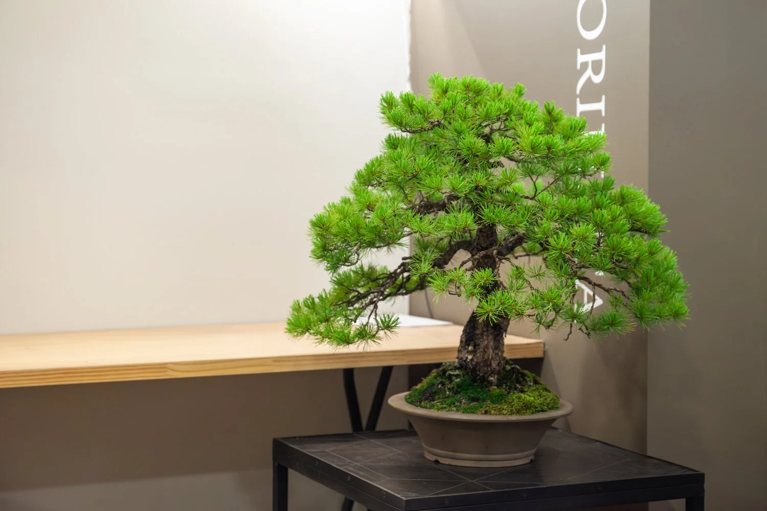 Become_a_Bonsai_Master_with_Kifu_Bonsai-2.jpg