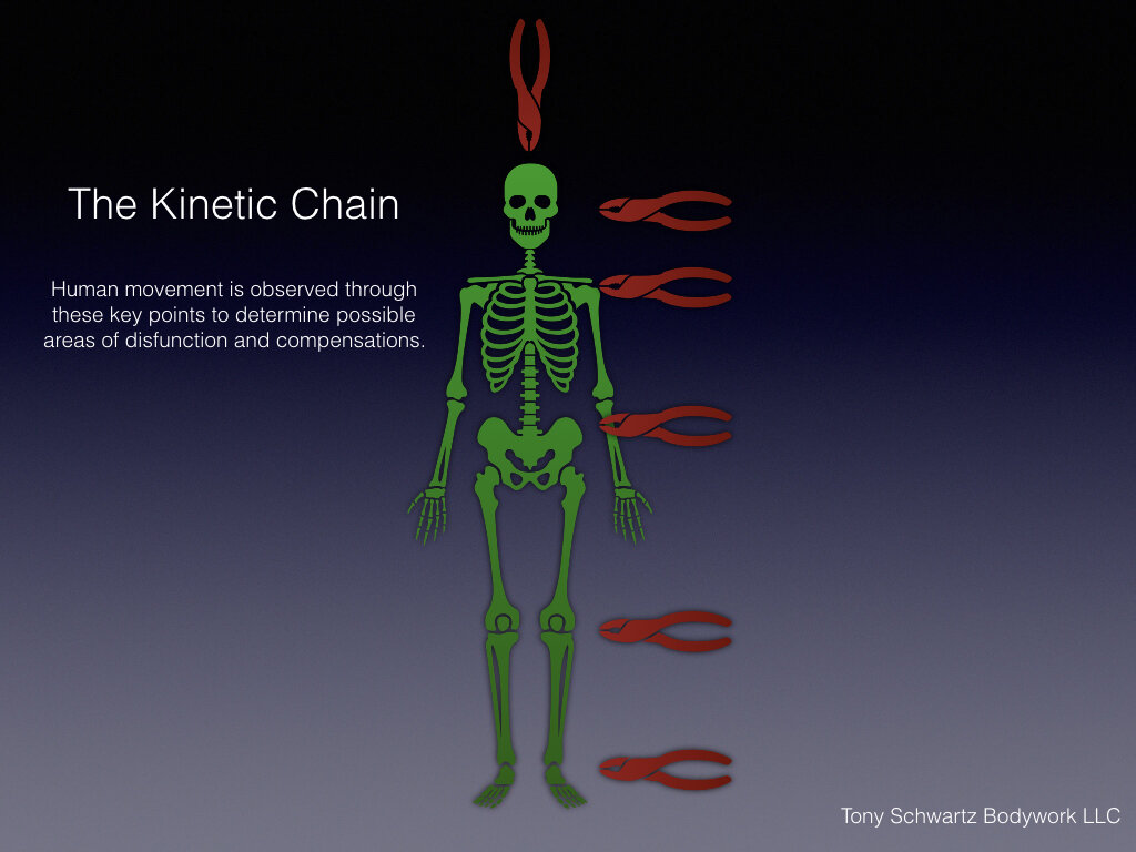 Tony Schwartz Bodywork Kinetic Chain