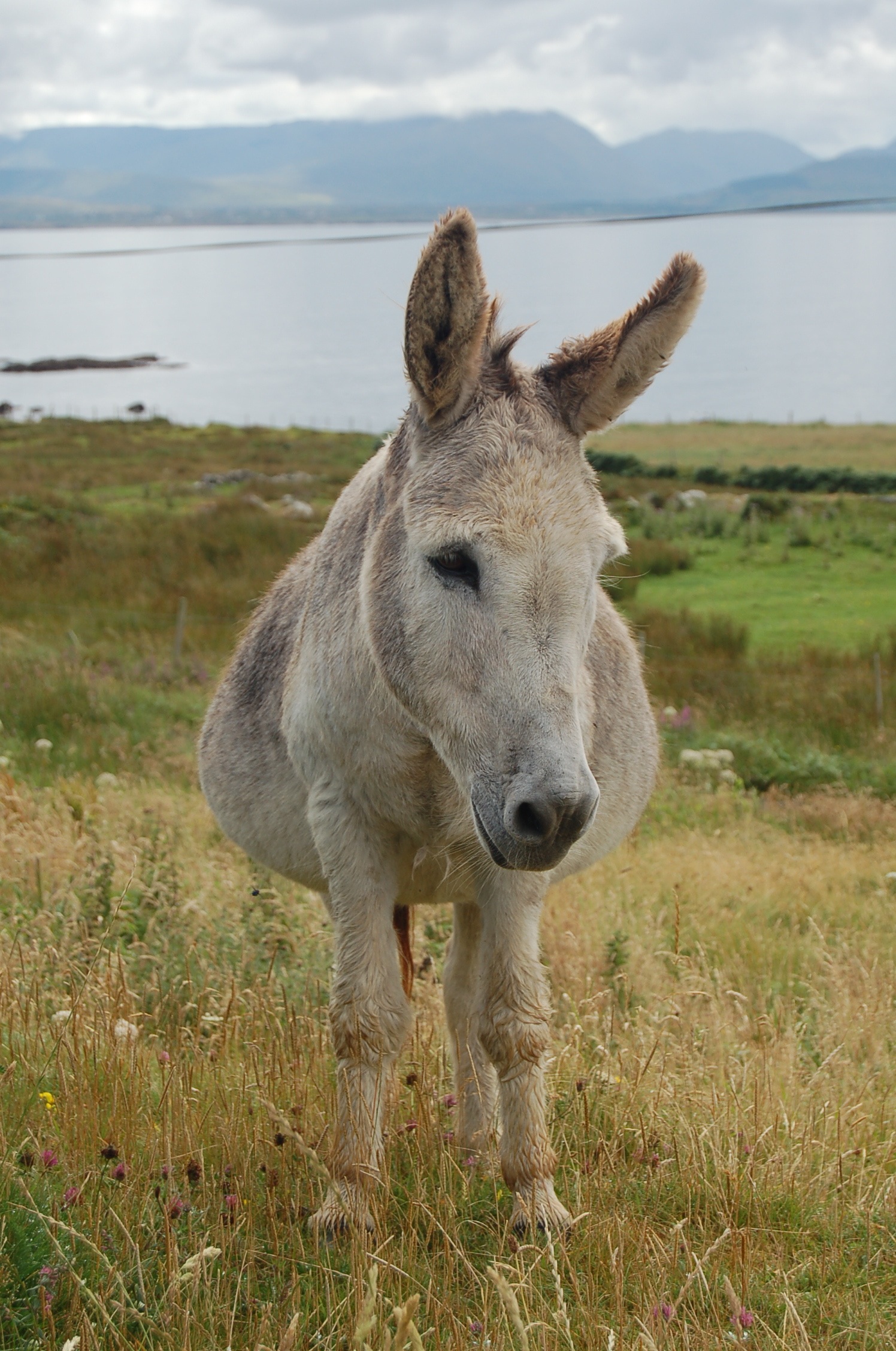 DSC_1507.jpg