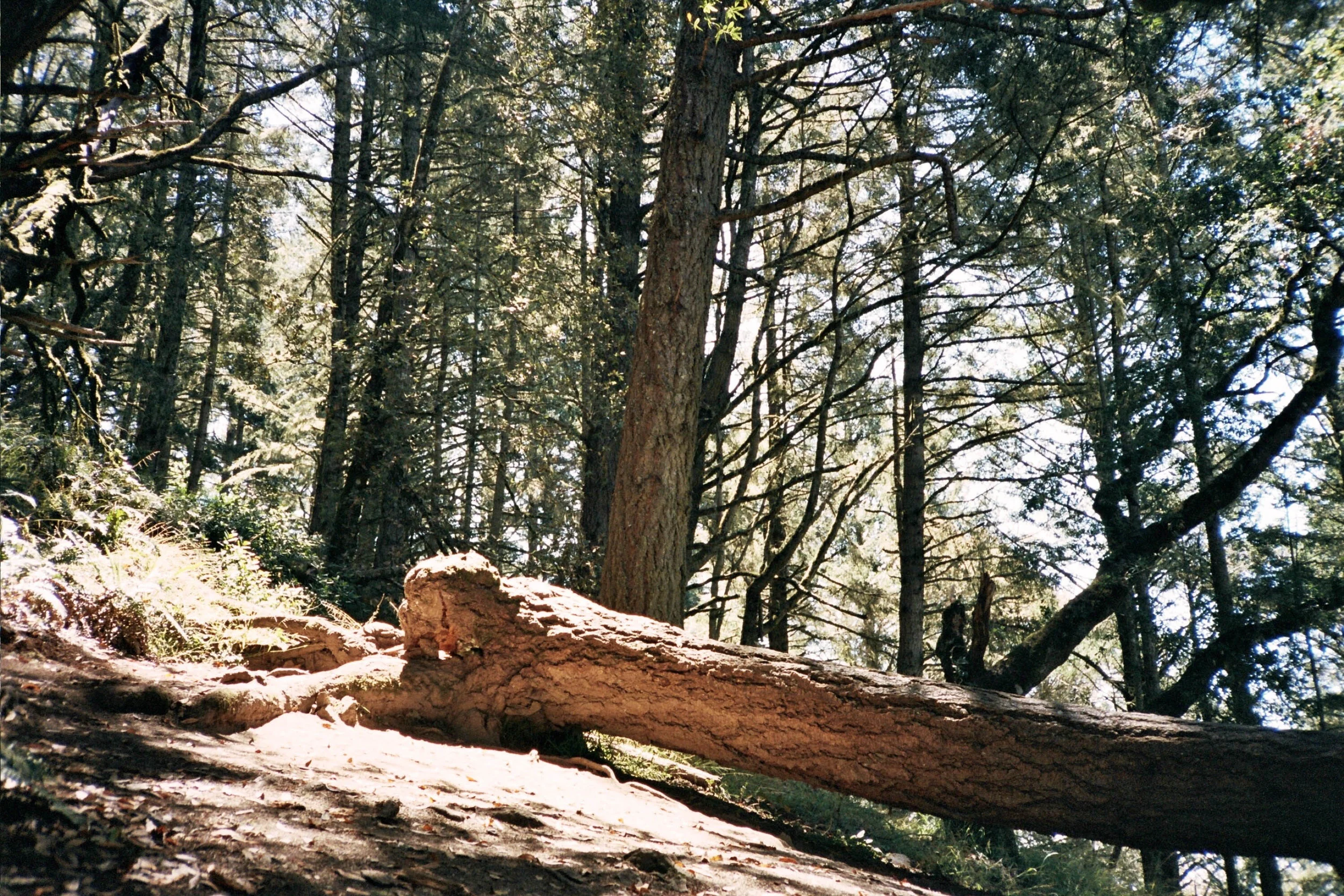 Mt Tamalpais, CA