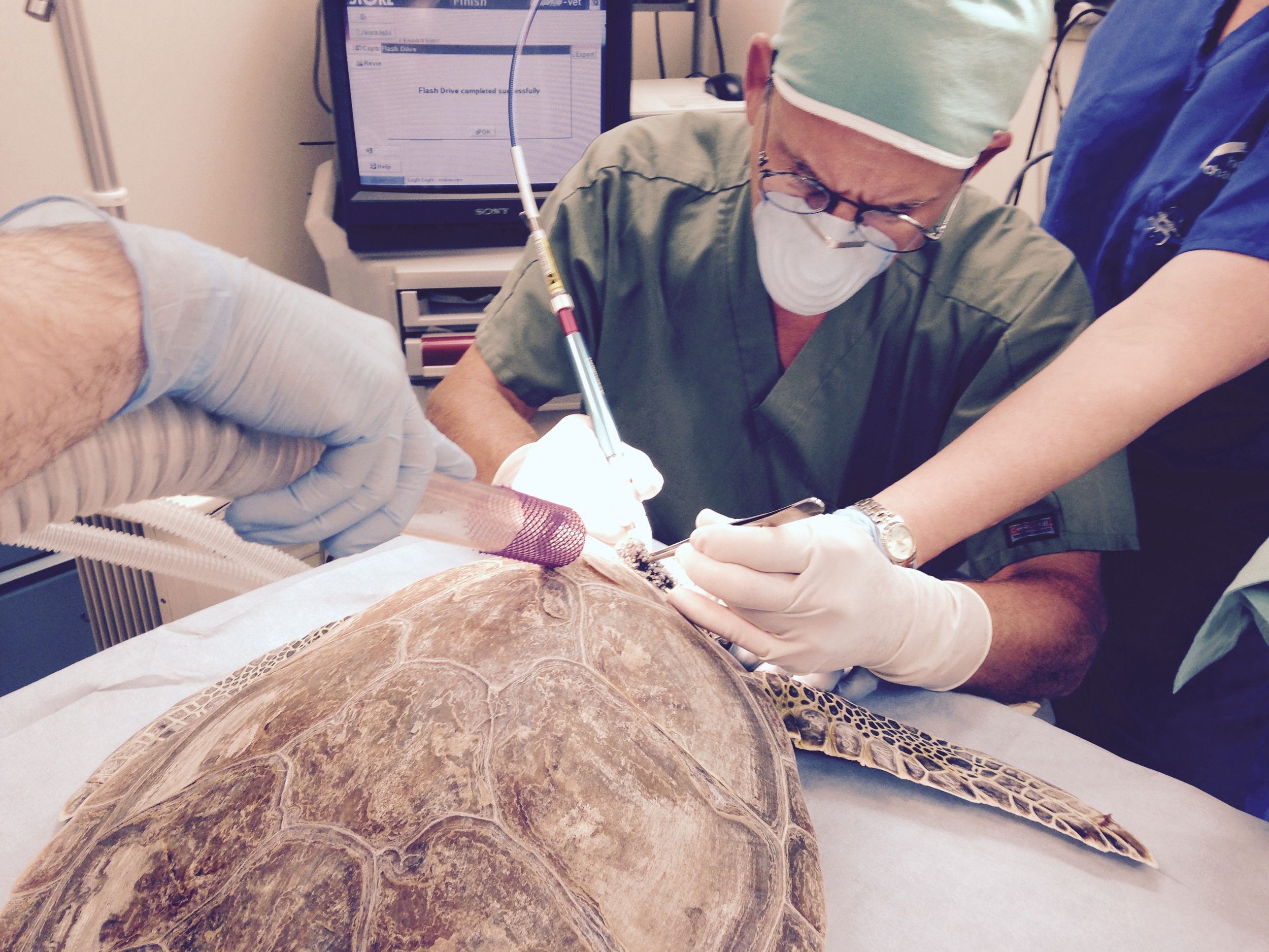 Veterinarian Doug Mader leads the team saving green sea turtles suffering from fibropapilloma tumors. The turtles often require multiple surgeries and the number of patients is increasing. Photo by Nancy Klingener.