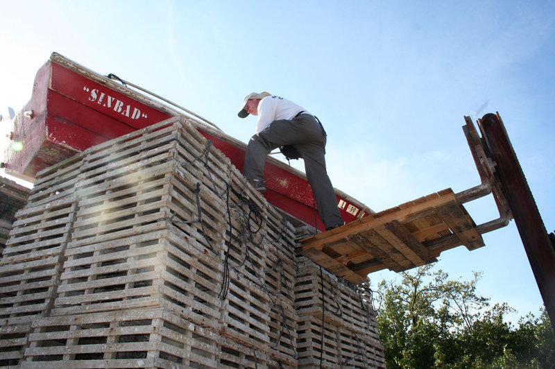 Florida Keys Mosquito Control Inspector Billy Ryan goes where he needs to go to look for breeding mosquito larvae. Even riding a forklift to the top of a pile of lobster traps. Photo by Nancy Klingener.